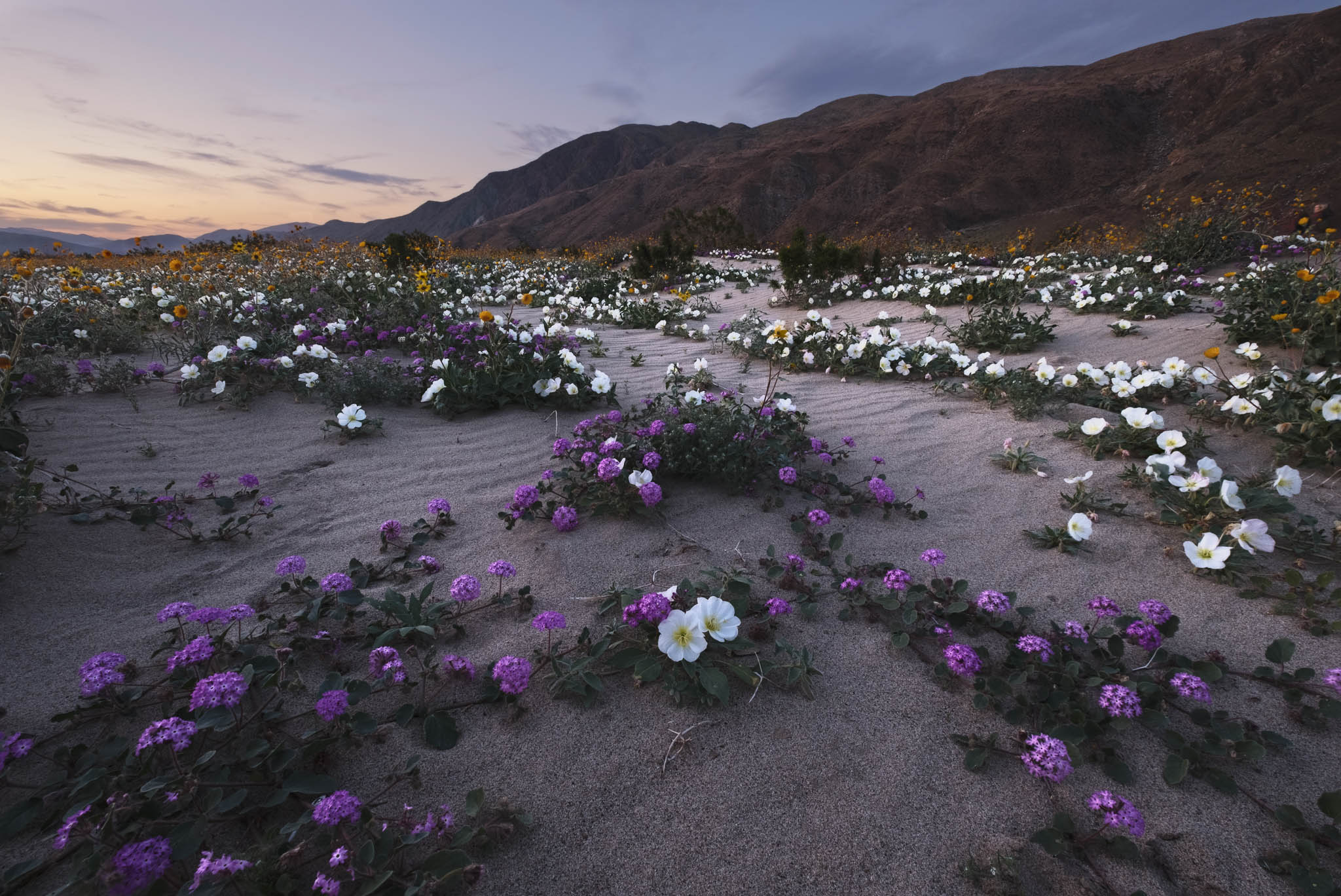 Anza Borrego Wildflowers