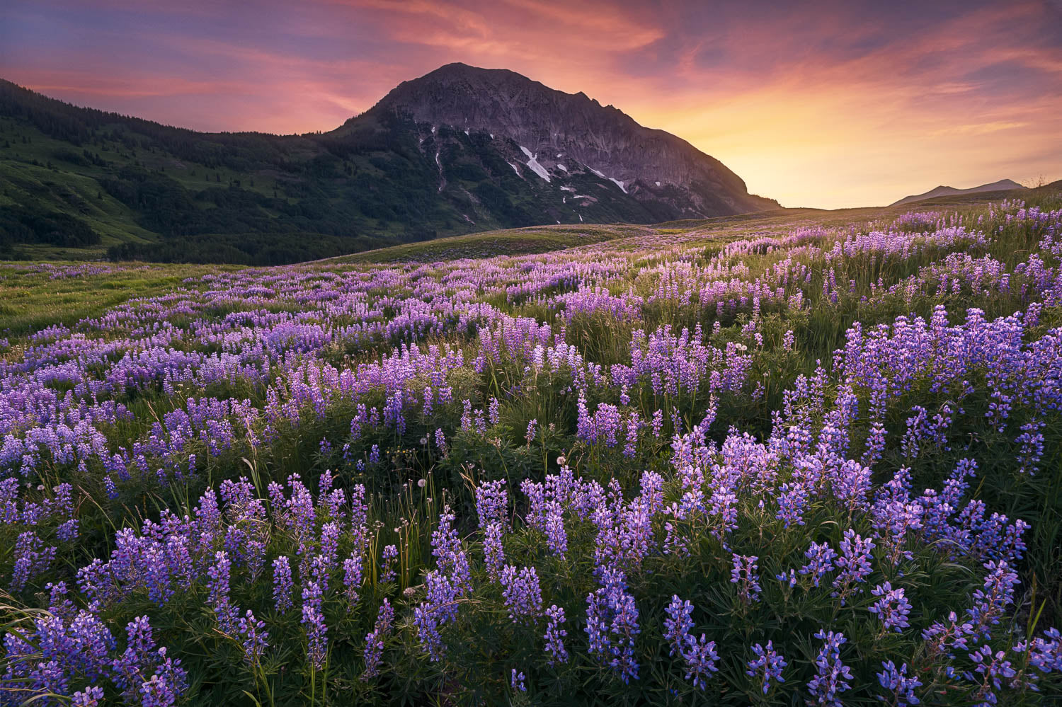 Crested Butte Wildflowers Gothic Lupine