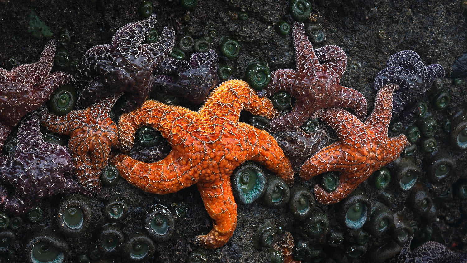 Oregon Coast Kelp Starfish