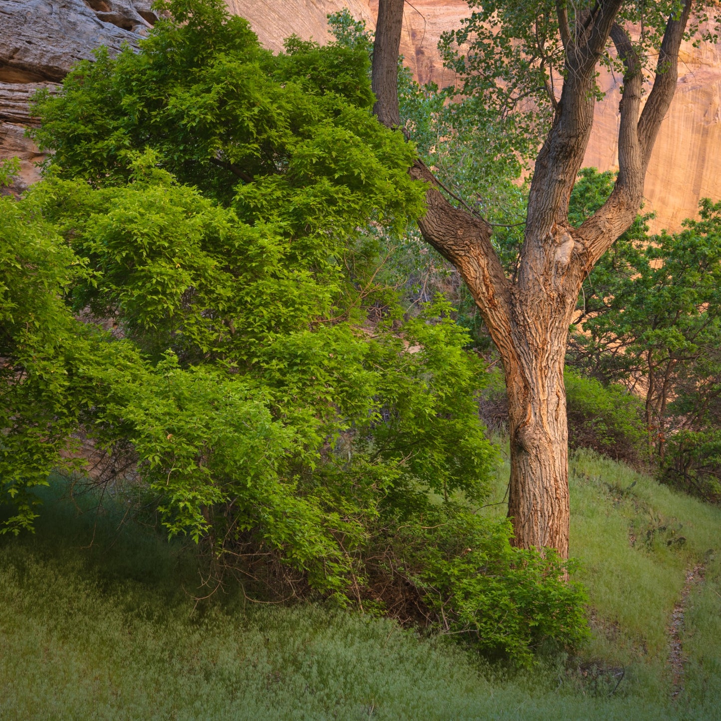 trees in grand staircase escalante