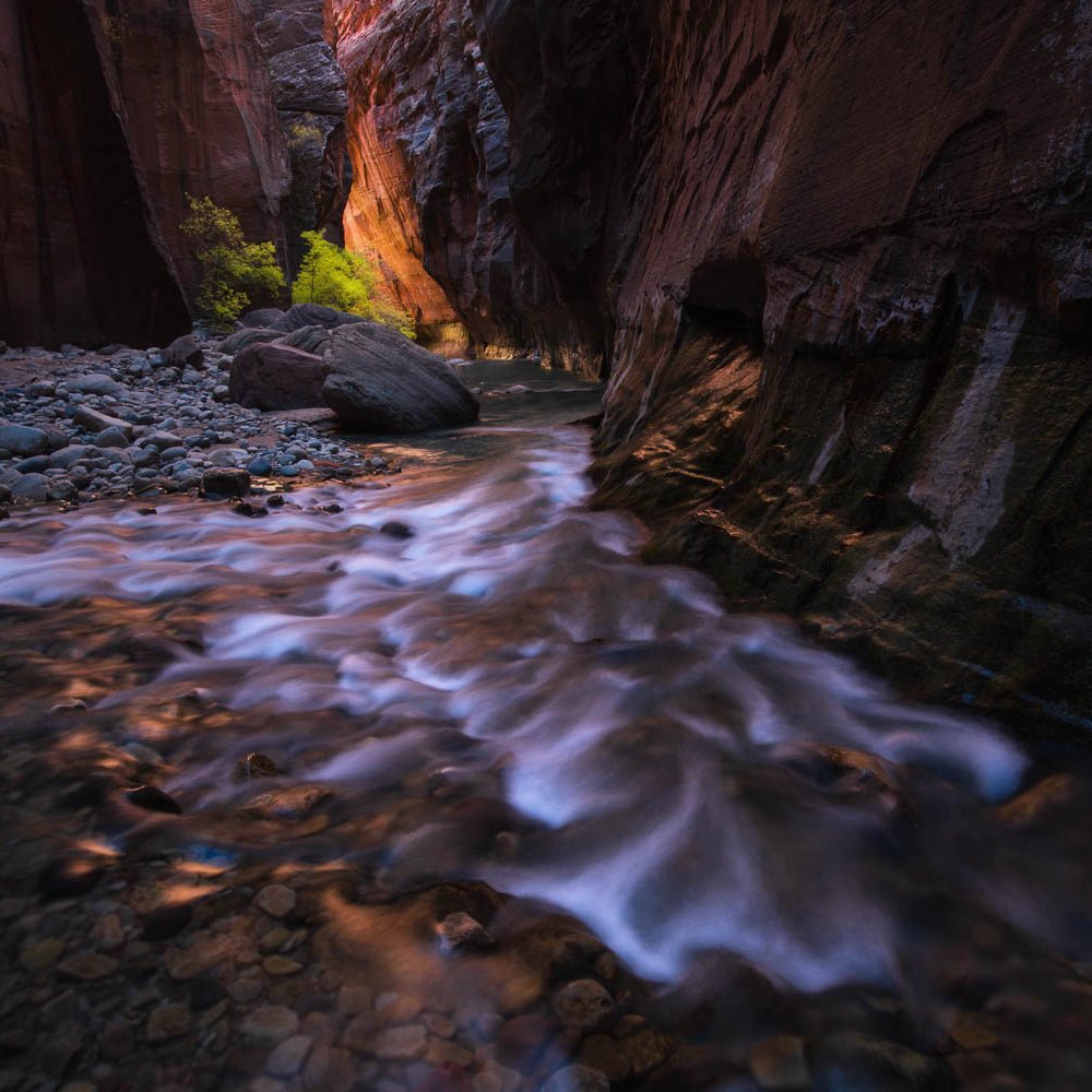 glowing canyon light in zion narrows with fall color