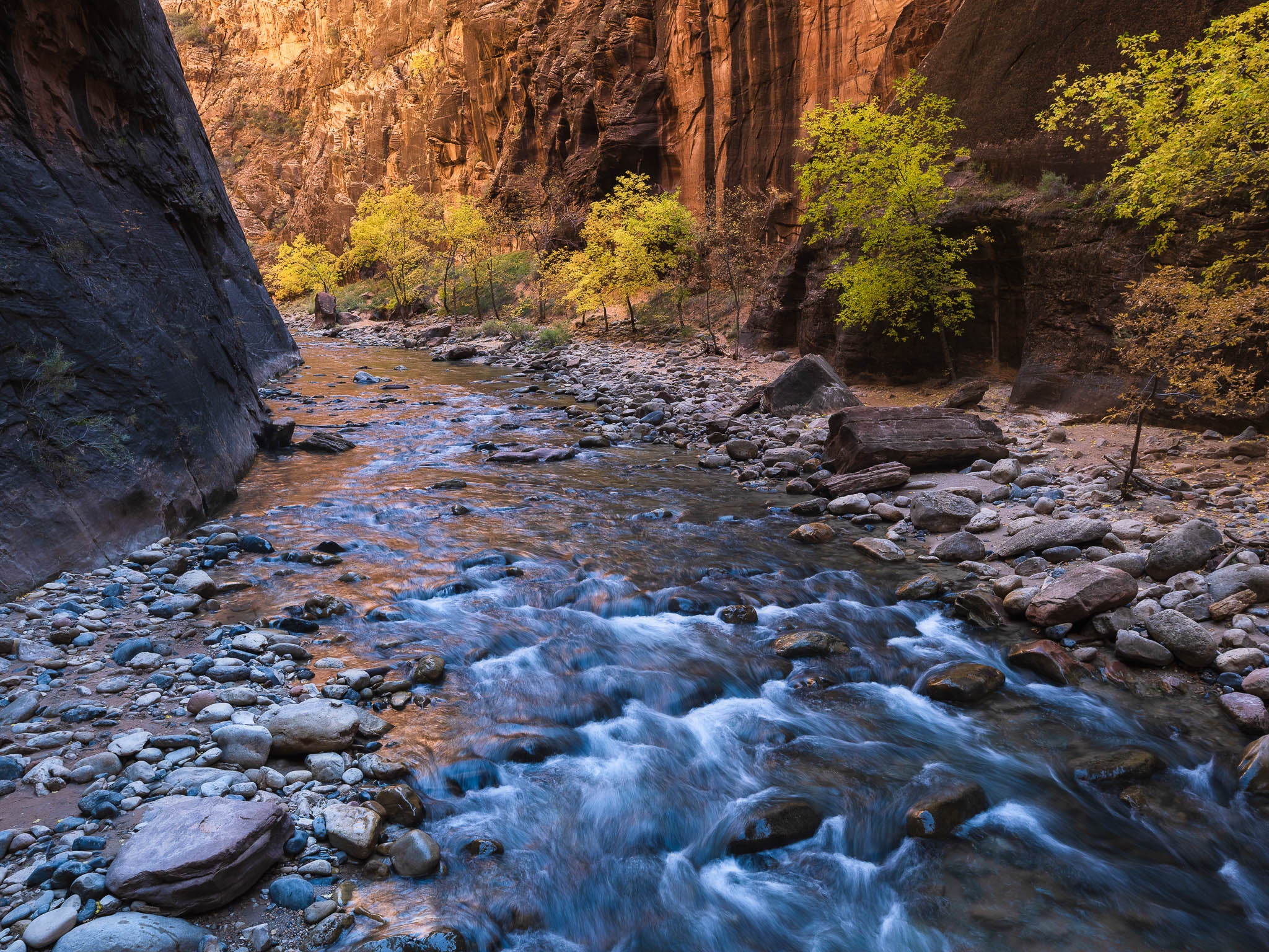 Zion Narrows and Trees