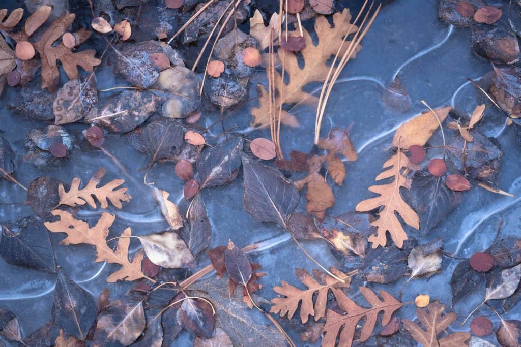 zion fall leaves in ice
