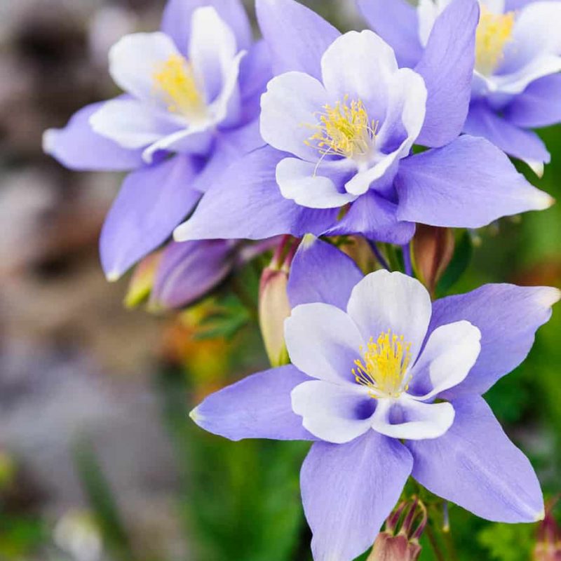 A group of pristine Columbines in the San Juan Mountain of Colorado